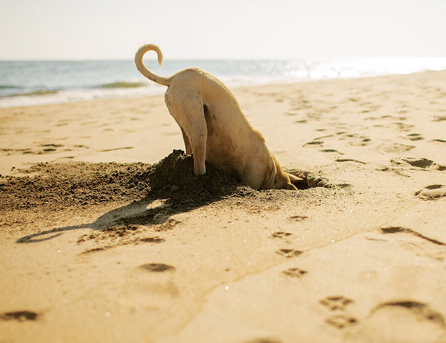 dog digging and discovering in a hole in the sand at the beach