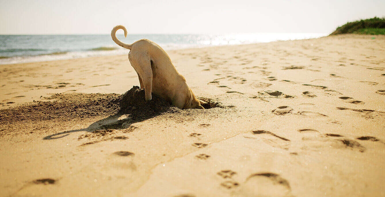 Dog digging and discovering in the sand on the beach